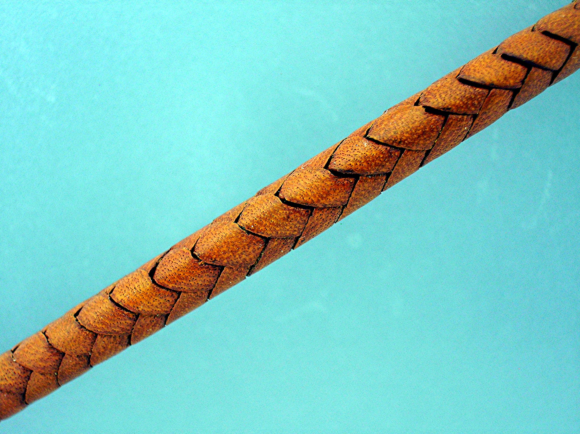 Sterling Silver  Woven Leather Necklace Golden Tan