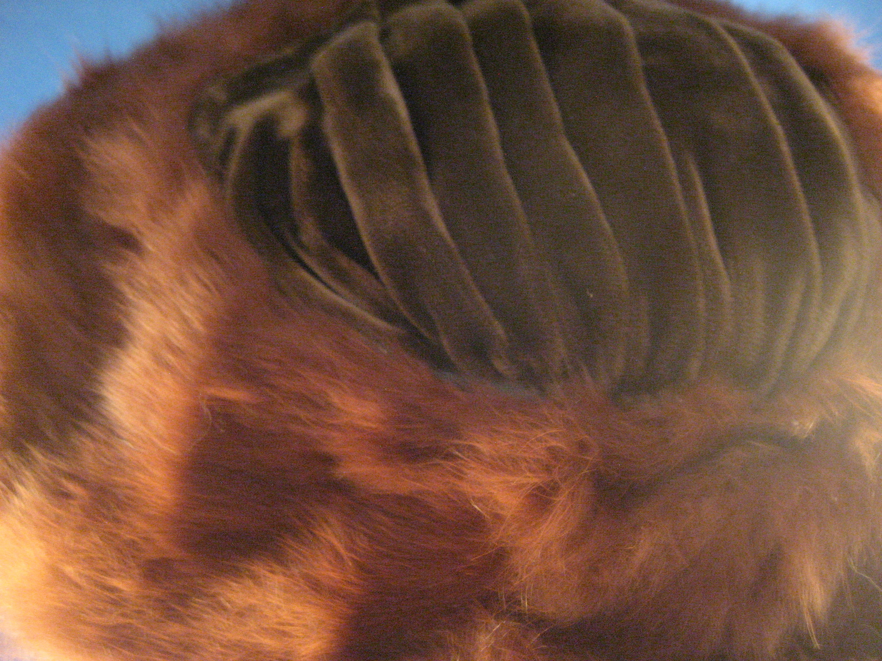 Mink Trimmed Hat