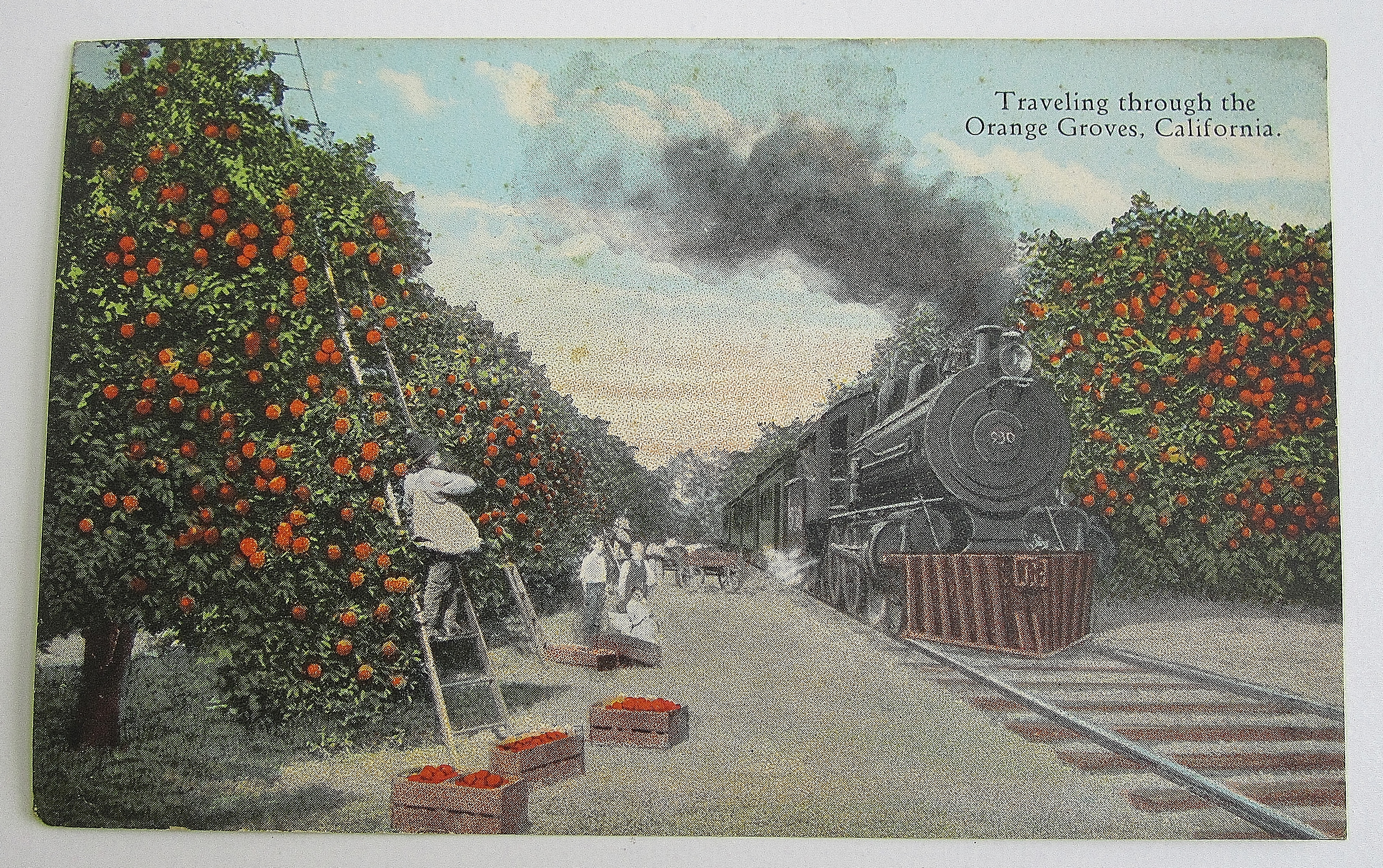 Traveling Through The Orange Groves, California