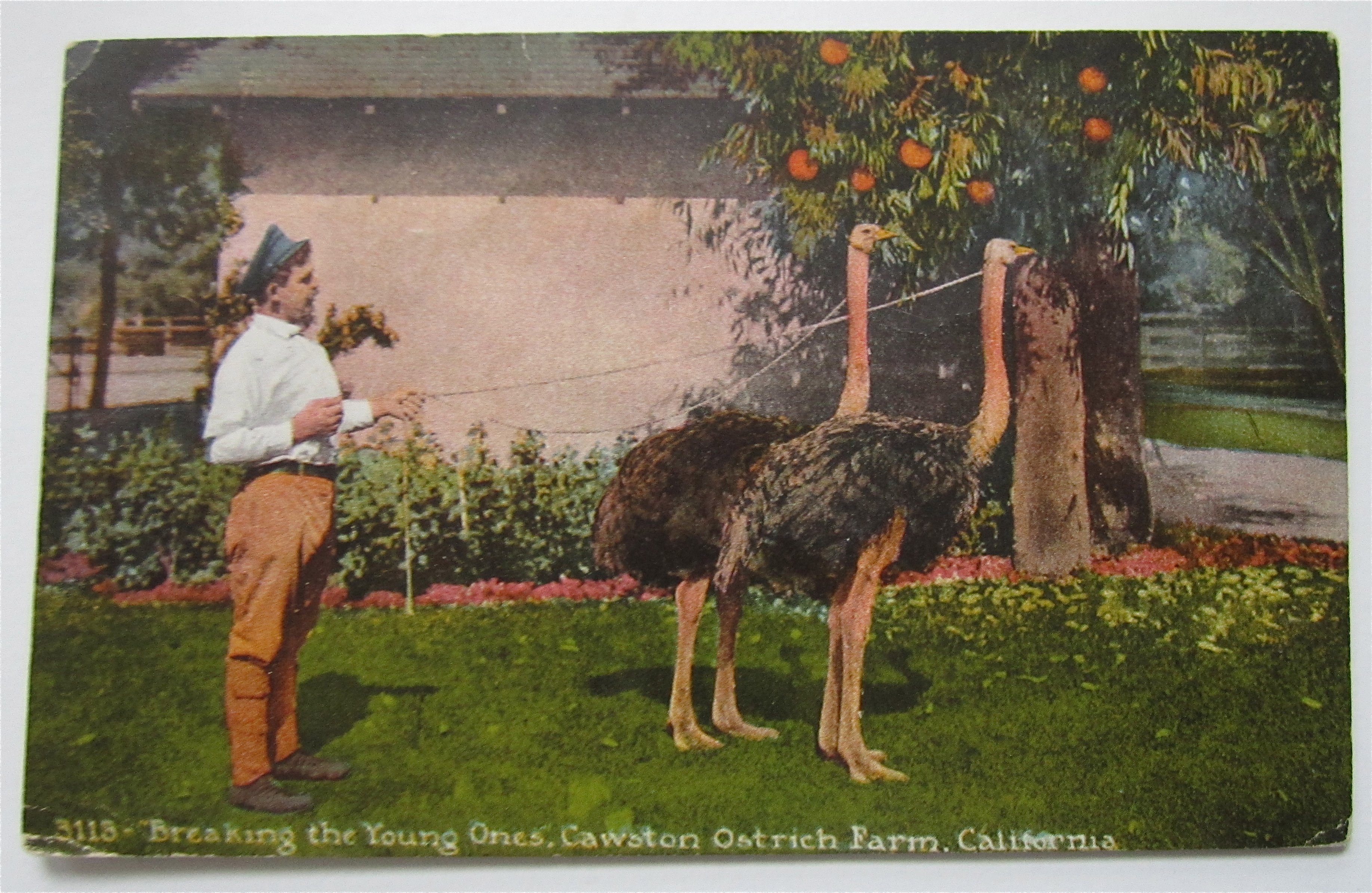 Breaking The Young Ones, Ostrich Farm, CA Postcard