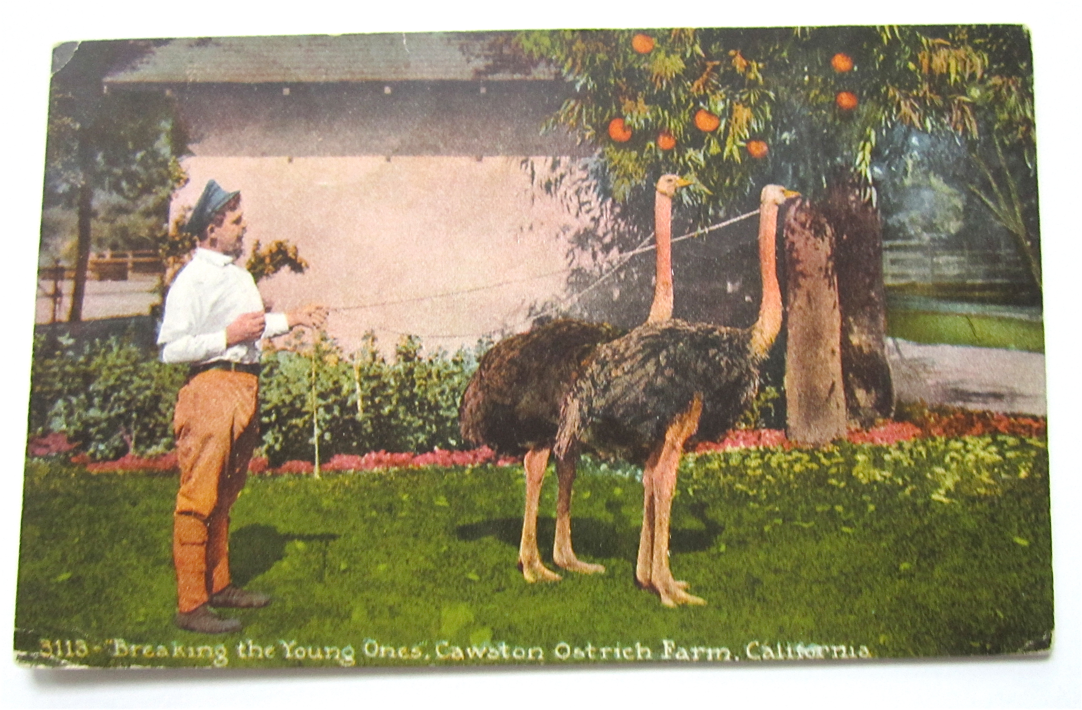 Breaking The Young Ones, Ostrich Farm, CA Postcard