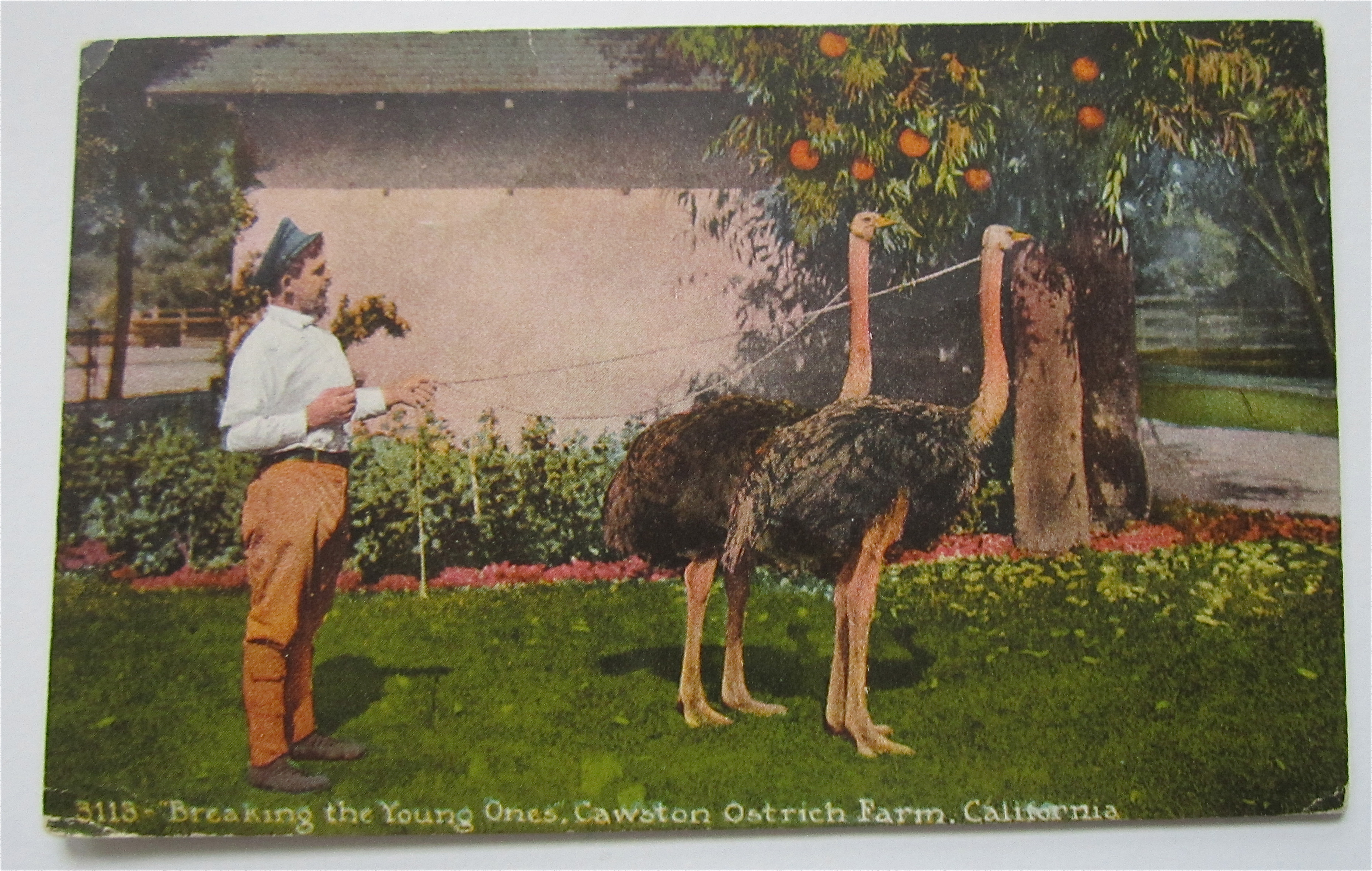 Breaking The Young Ones, Ostrich Farm, CA Postcard