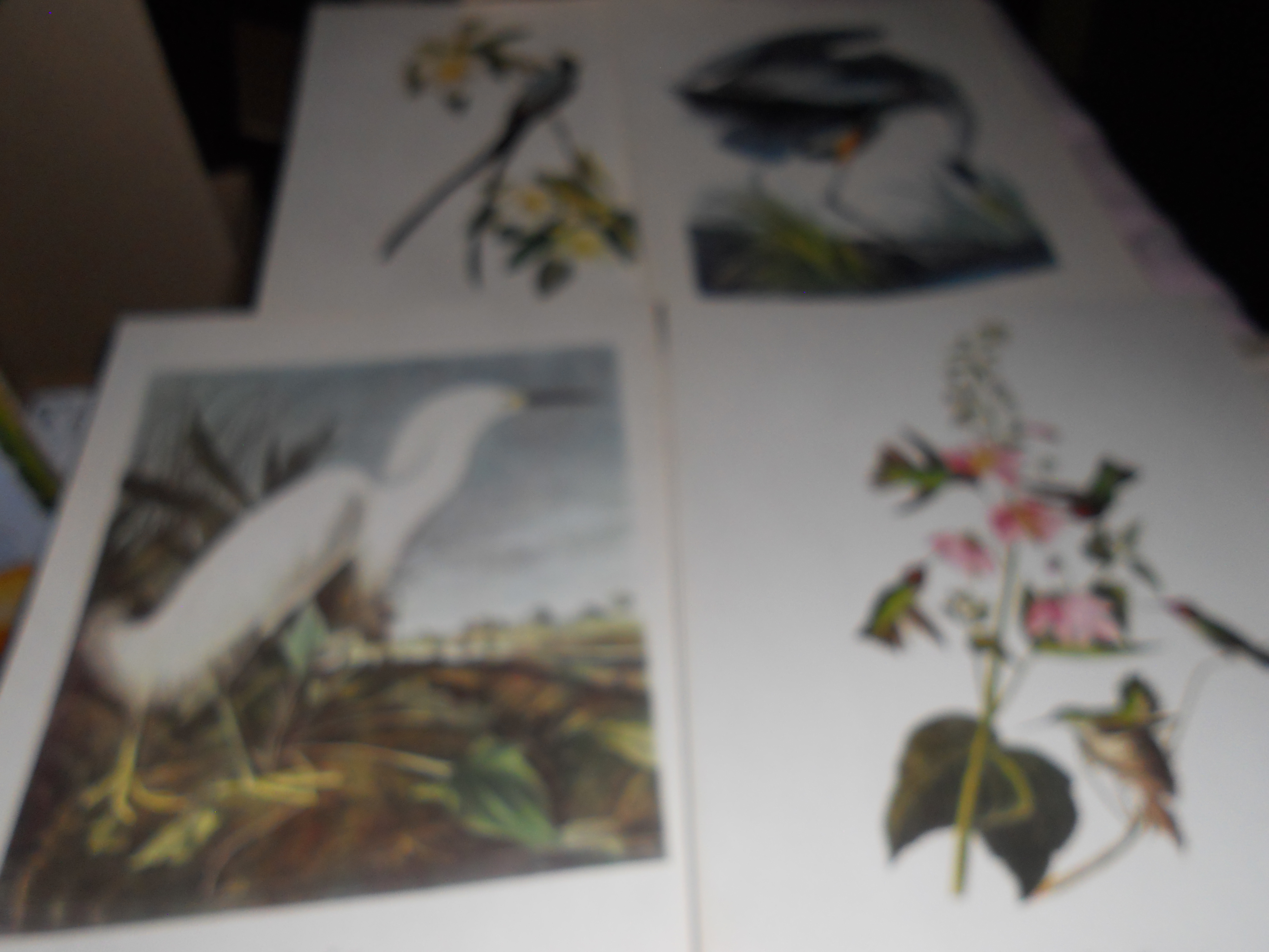 Audubon Birds of America Prints Troy Peterson