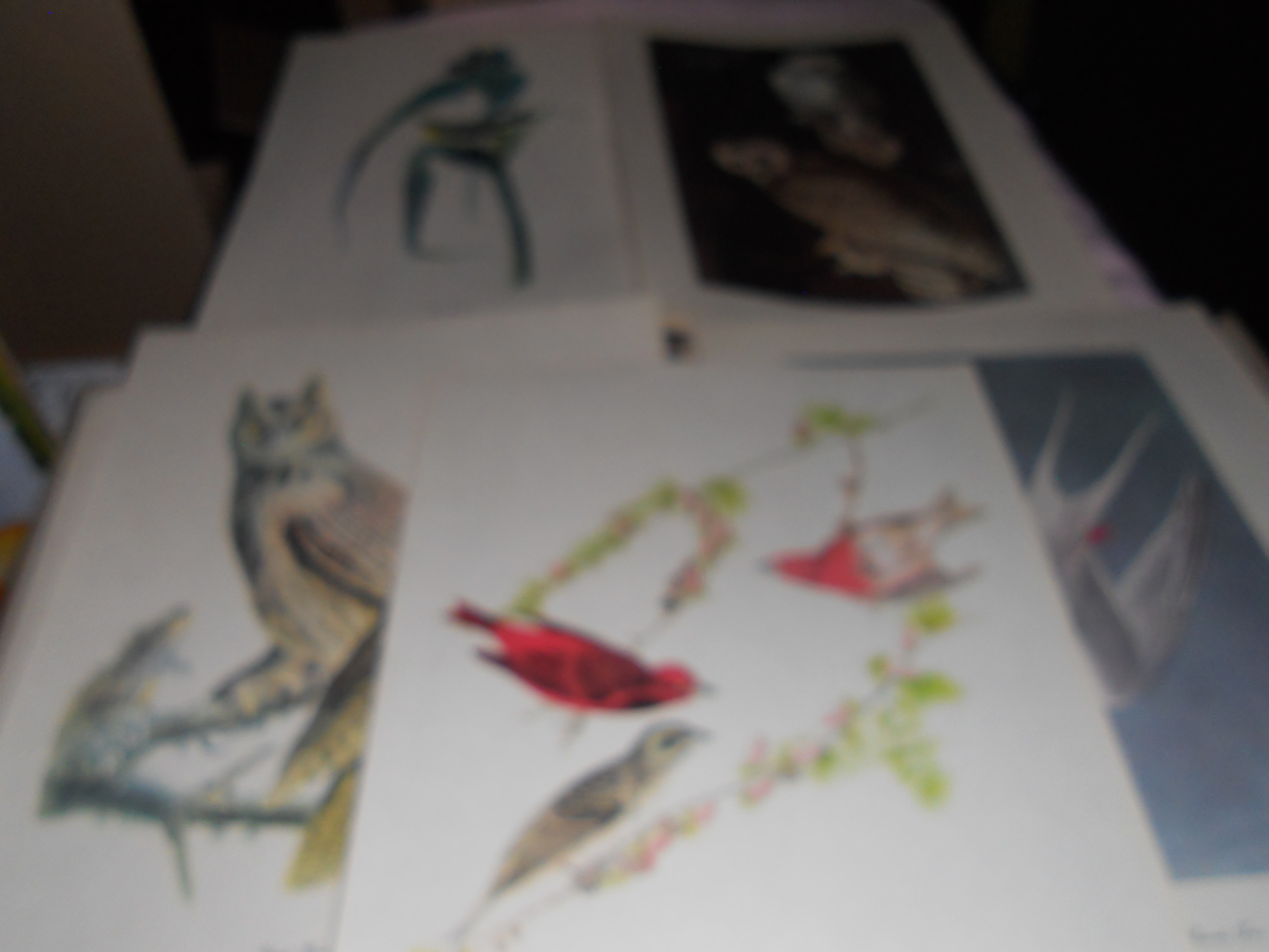 Audubon Birds of America Prints Troy Peterson