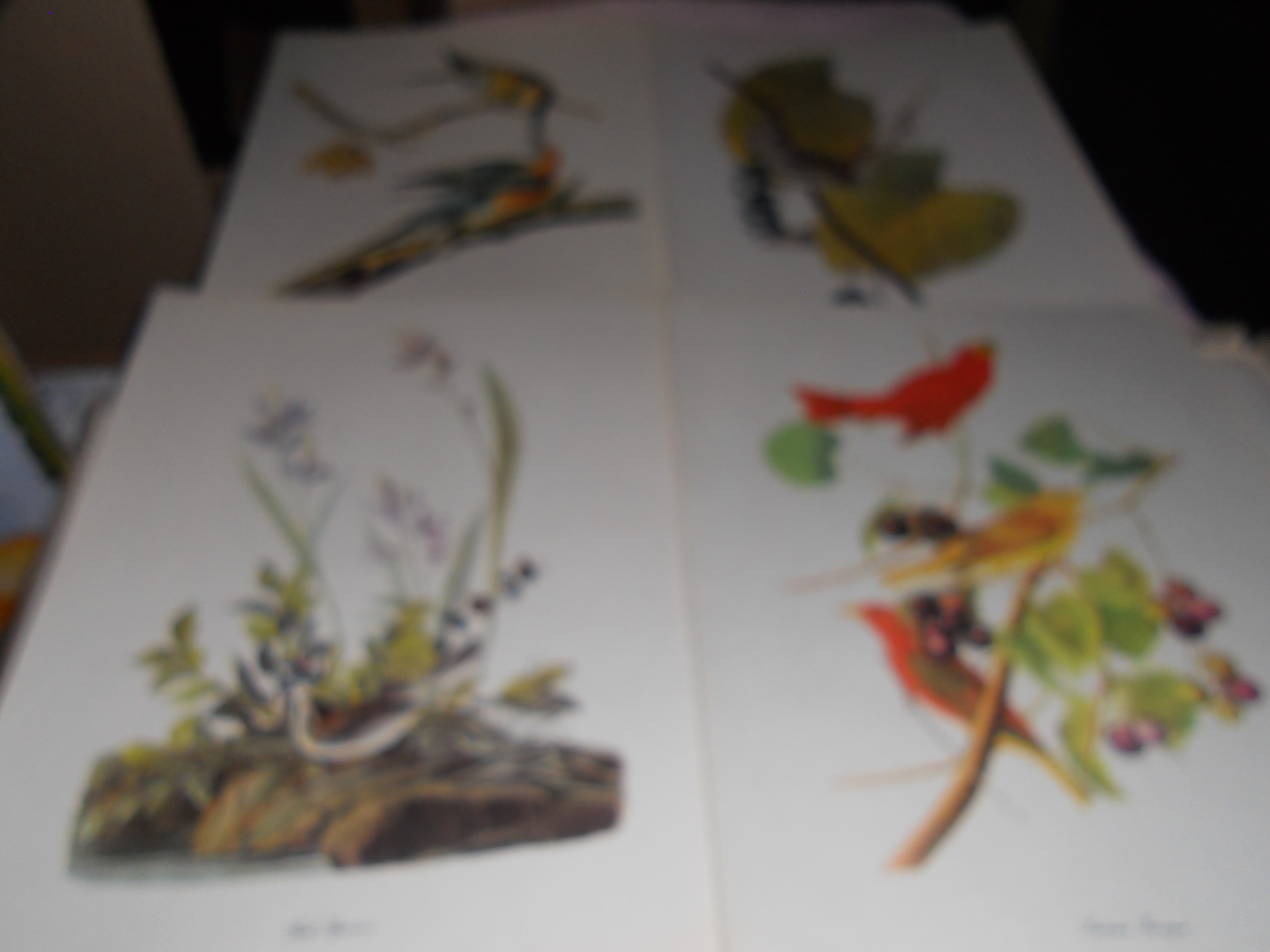Audubon Birds of America Prints Troy Peterson