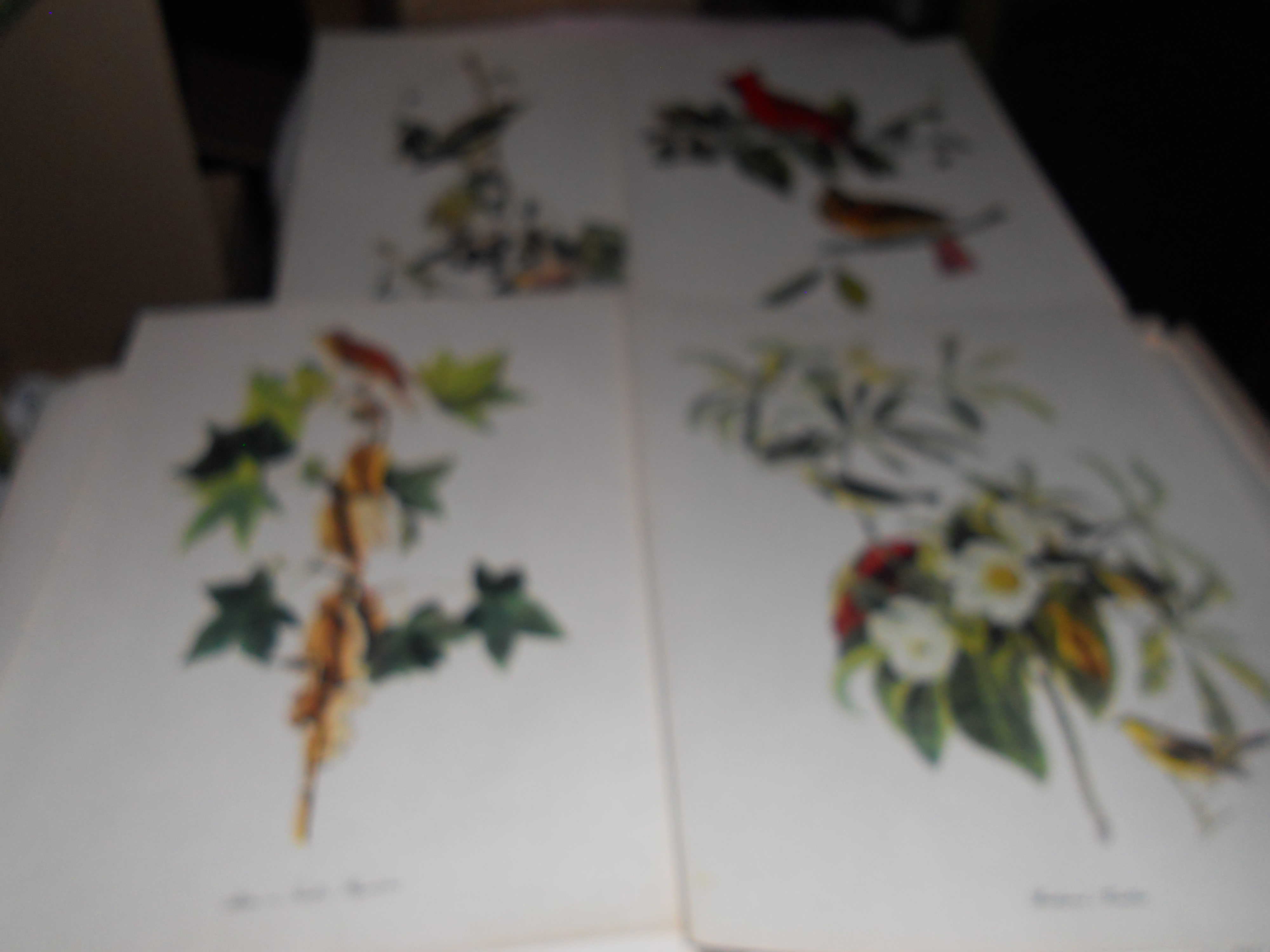 Audubon Birds of America Prints Troy Peterson