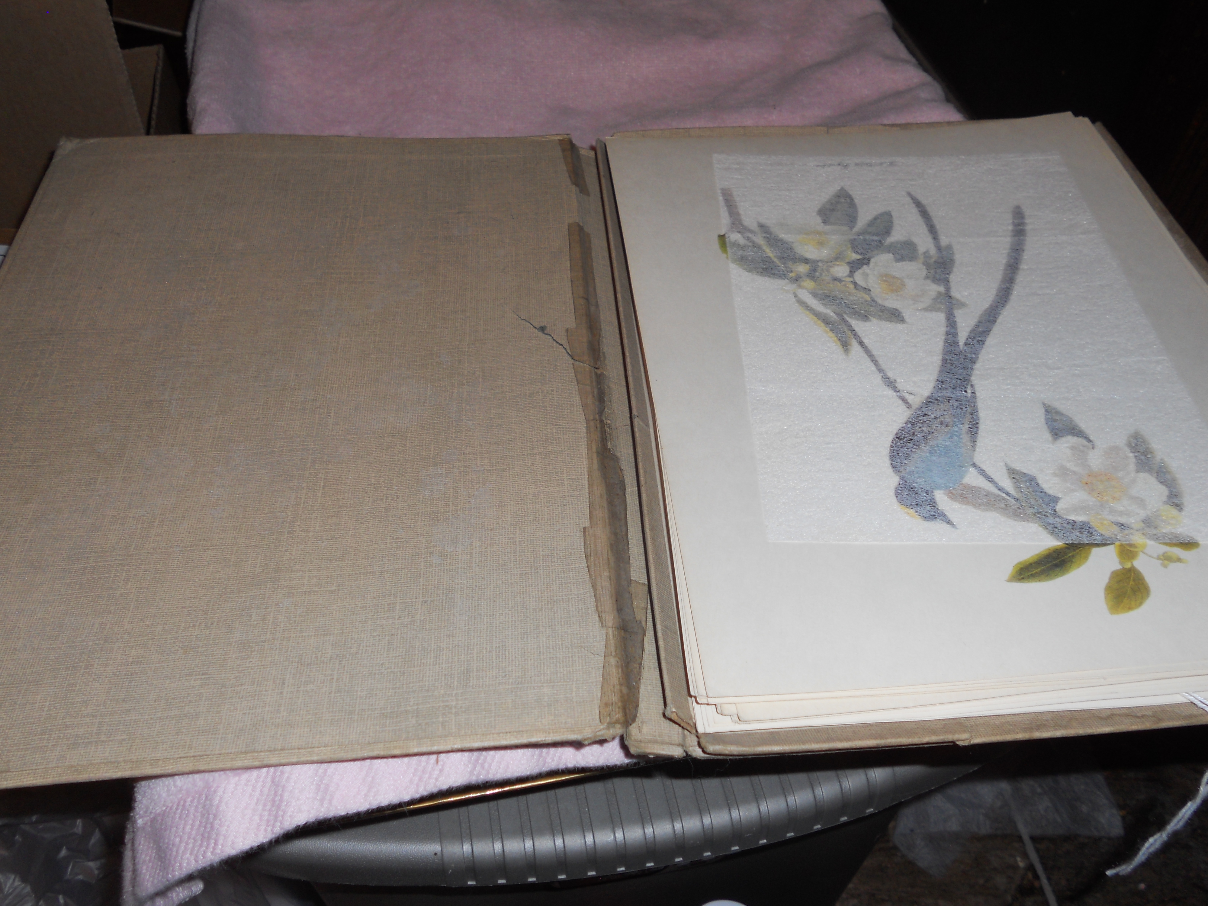 Audubon Birds of America Prints Troy Peterson