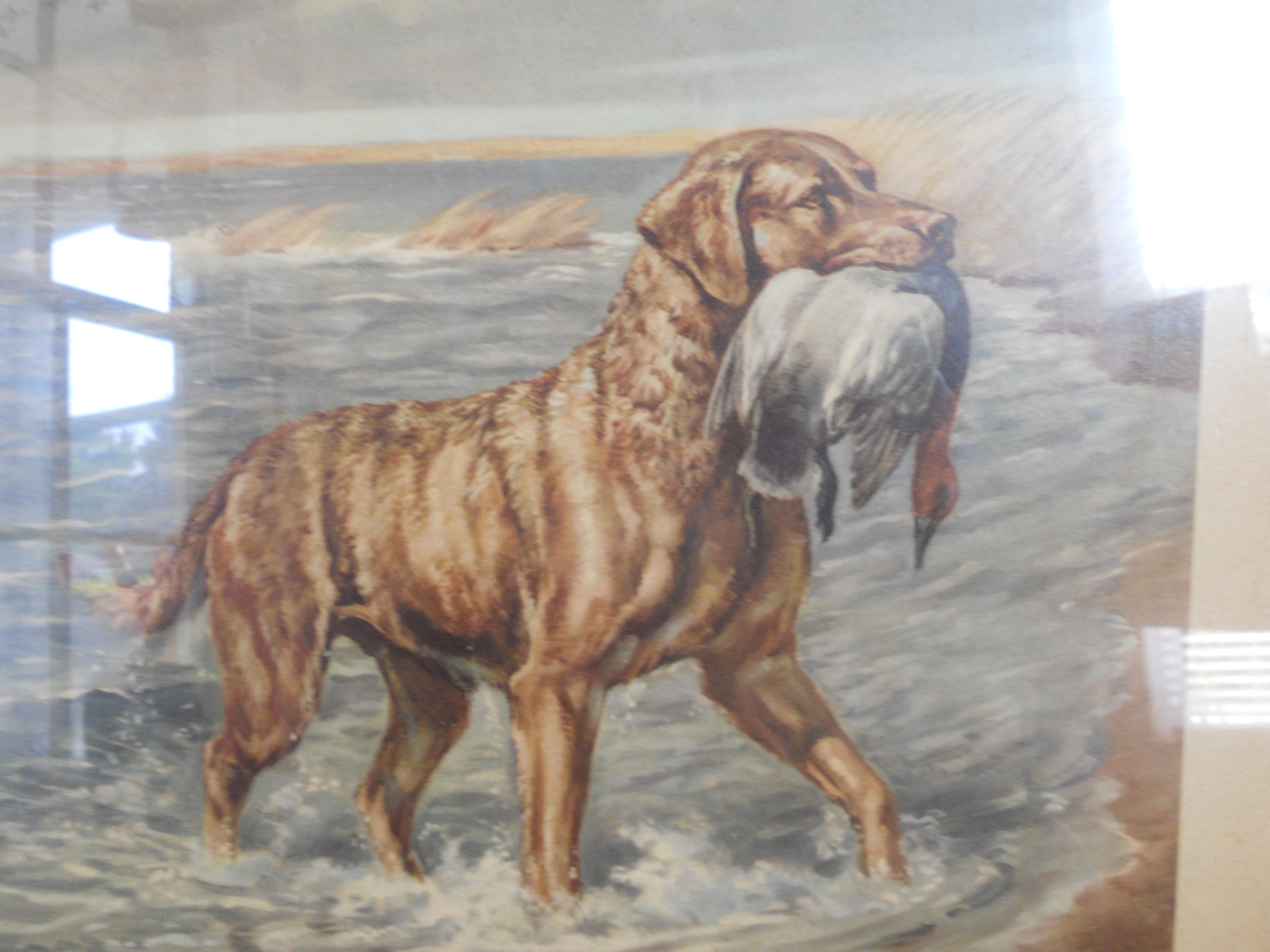 Edwig Megoker Chesapeake Bay Retriever Print