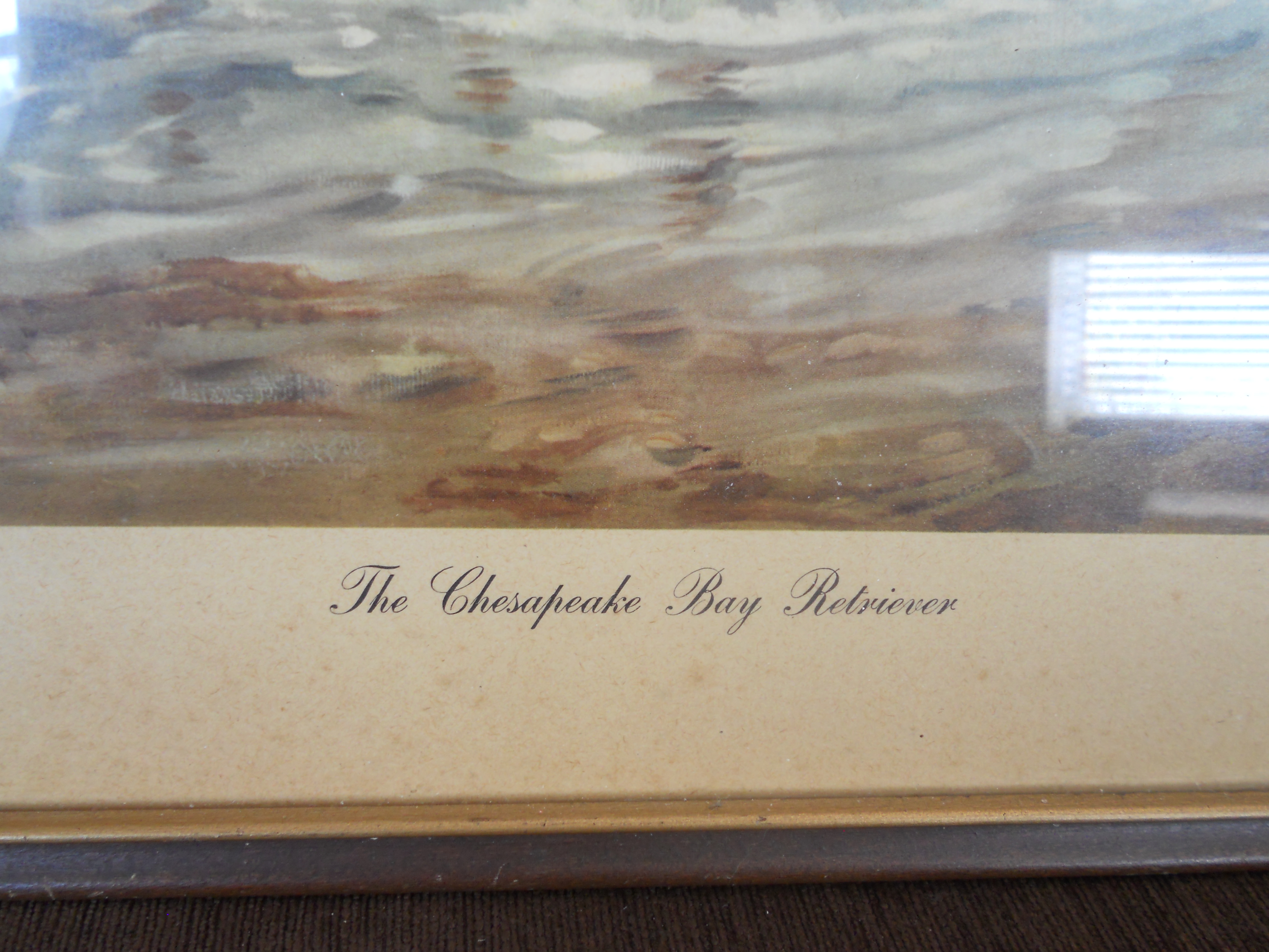 Edwig Megoker Chesapeake Bay Retriever Print
