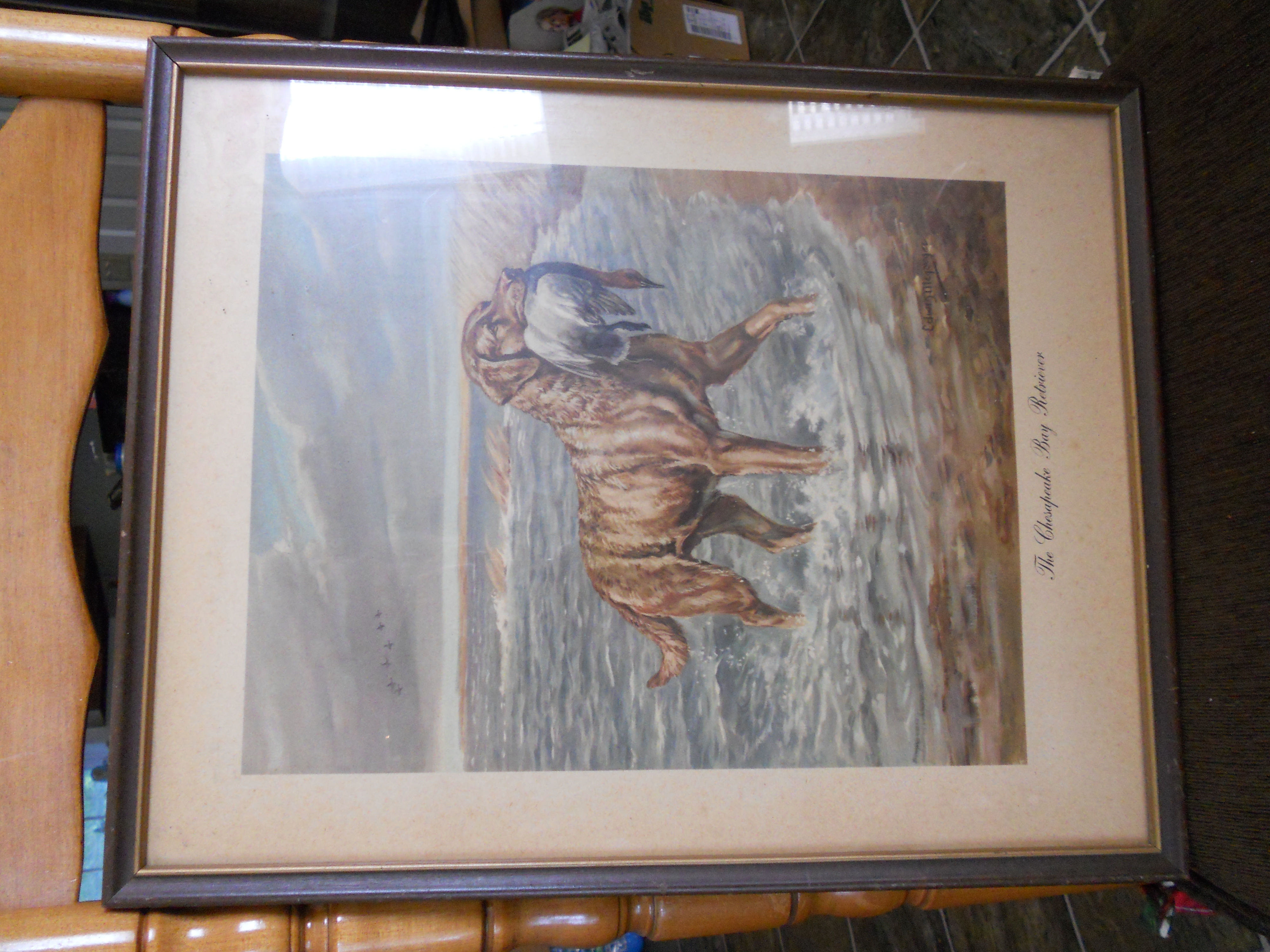 Edwig Megoker Chesapeake Bay Retriever Print