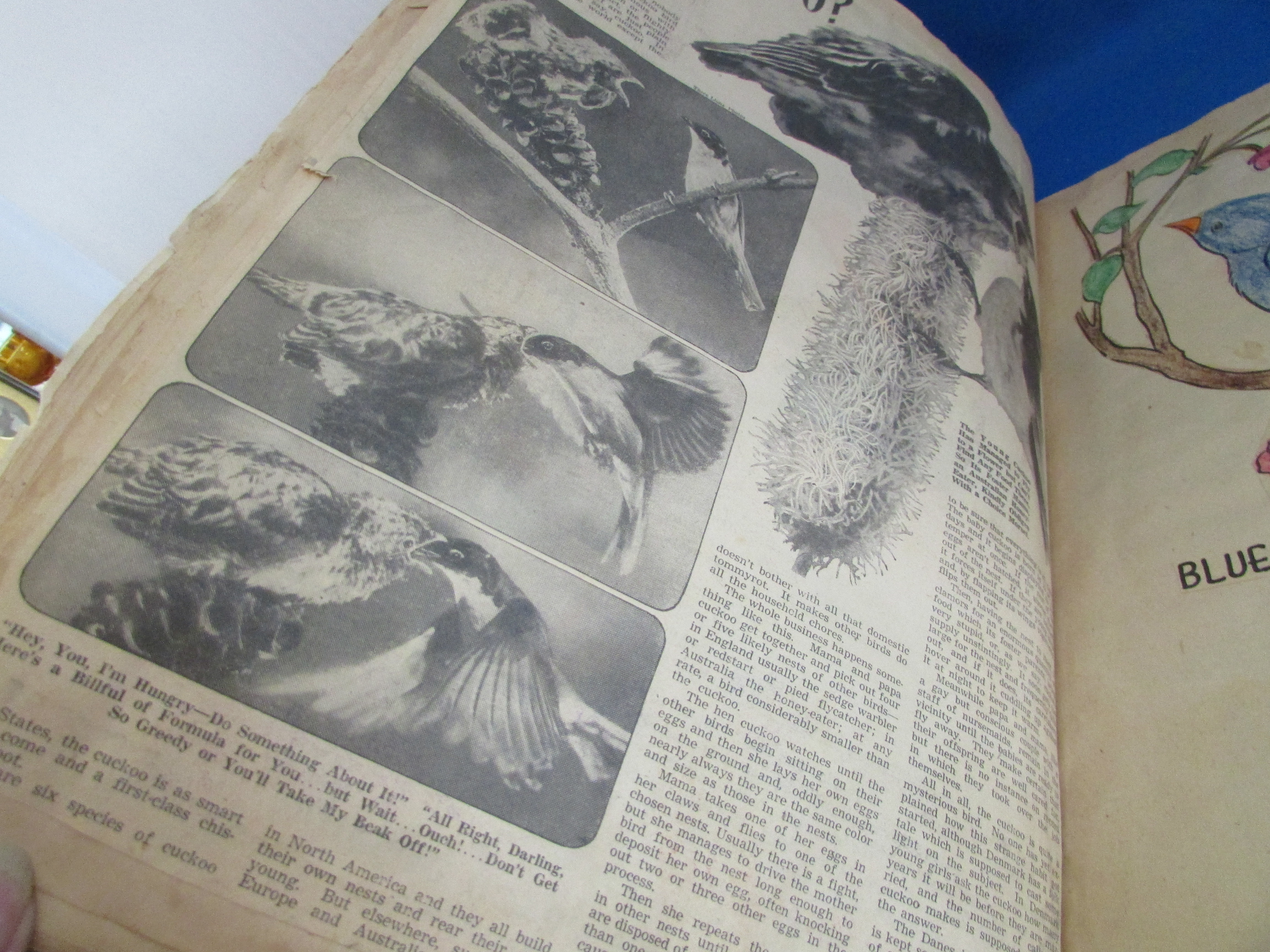 Vintage Scrapbook of Birds