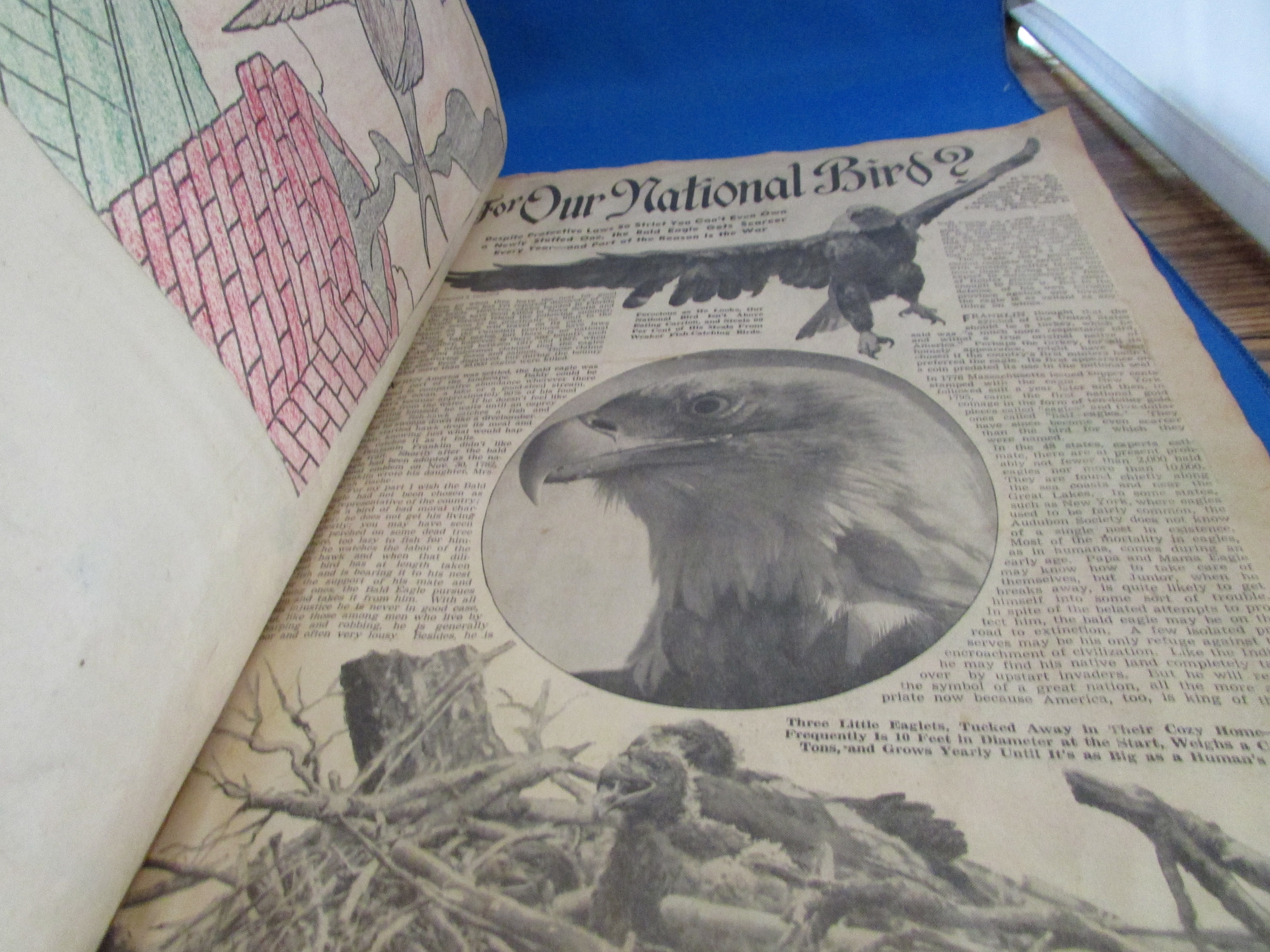 Vintage Scrapbook of Birds