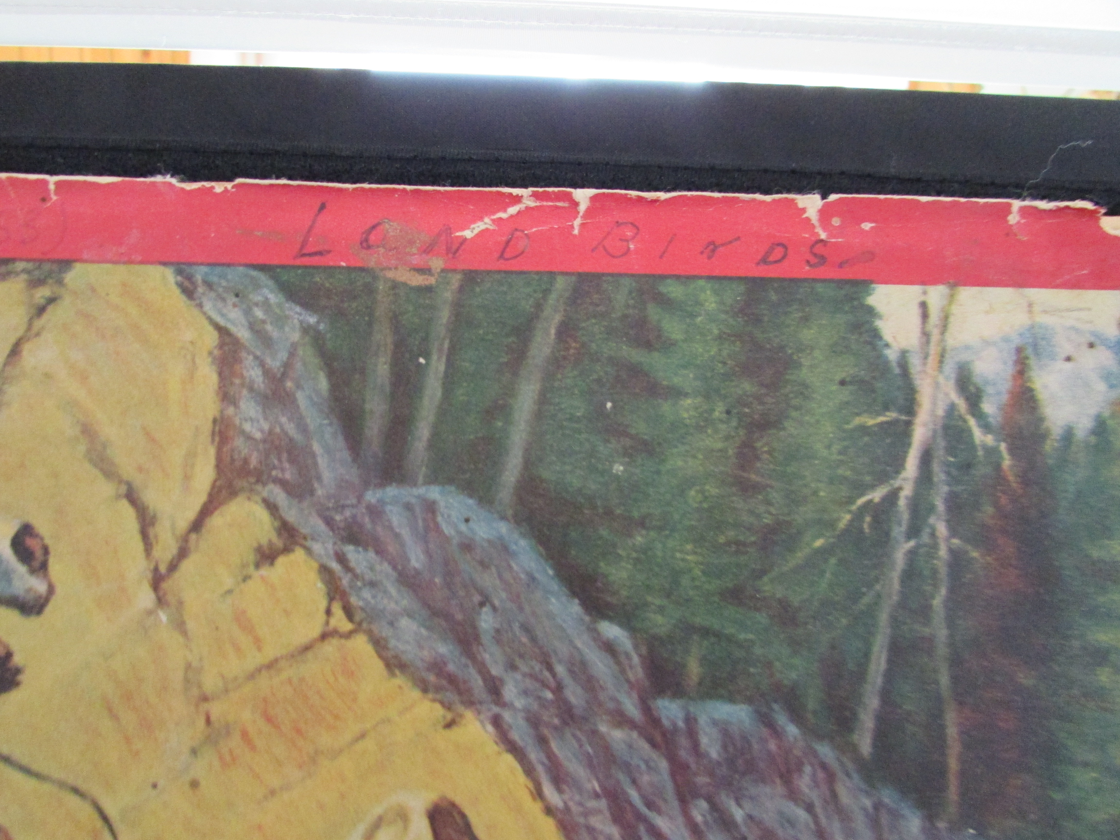 Vintage Scrapbook of Birds