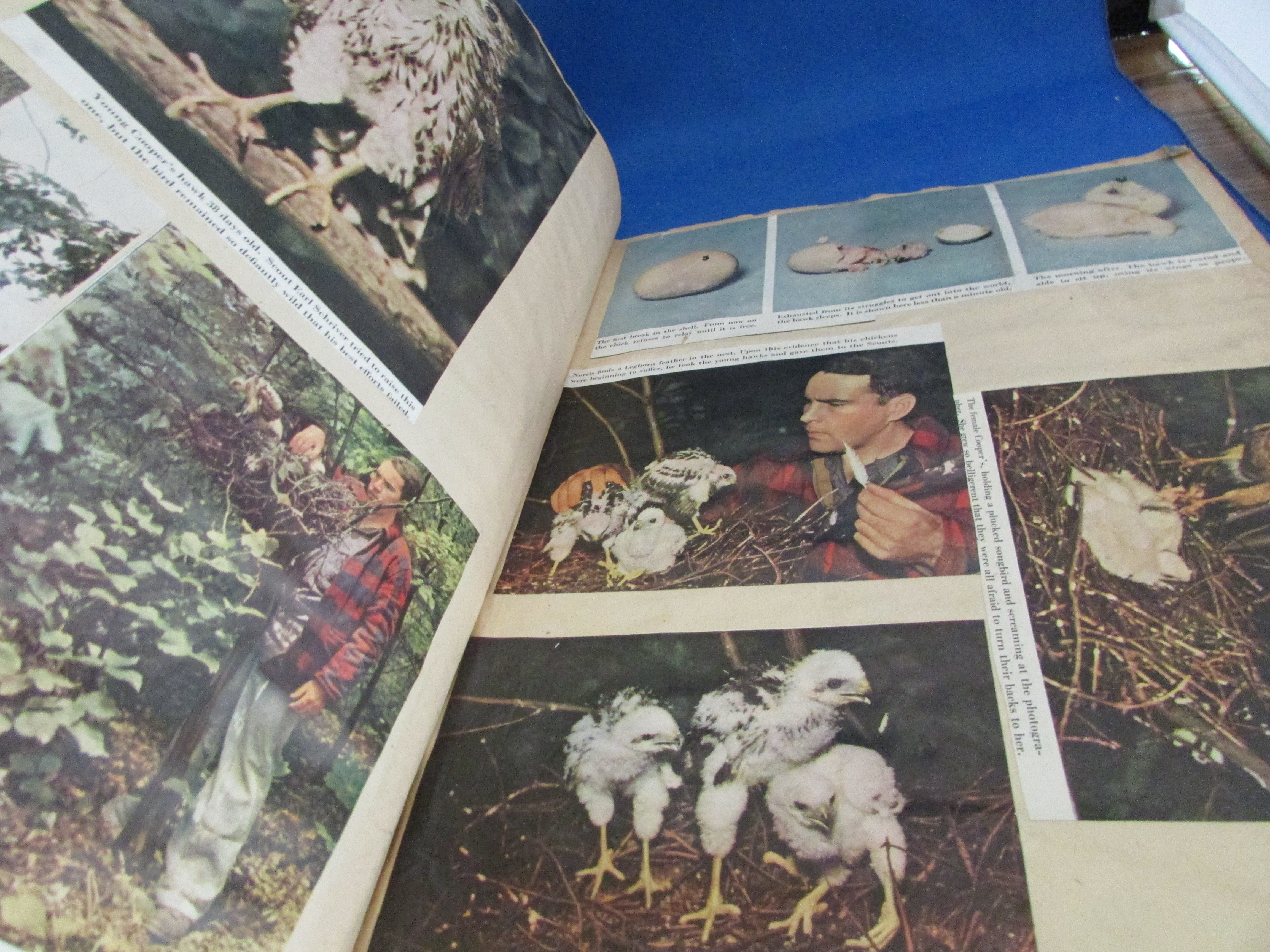 Vintage Scrapbook of Birds